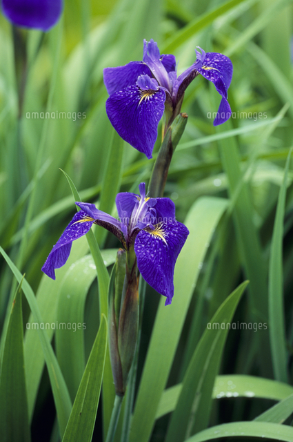 日本の水草 希少種 キリガミネヒオウギアヤメ 1株 日本の水草 希少種