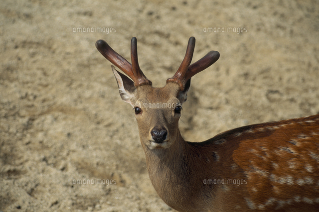 エゾシカのツノ（袋角） エゾシカの角 12本 鹿の角 エゾシカ Amazon.co