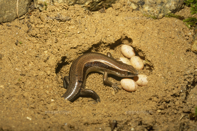 ニホントカゲ 尻尾の再生 4-1[32128000615]の写真・イラスト素材