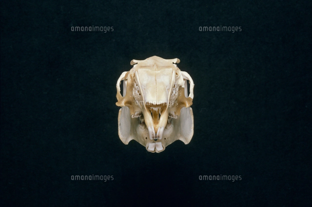 ニホンノウサギの骨格[32202001142]の写真・イラスト素材｜アマナ