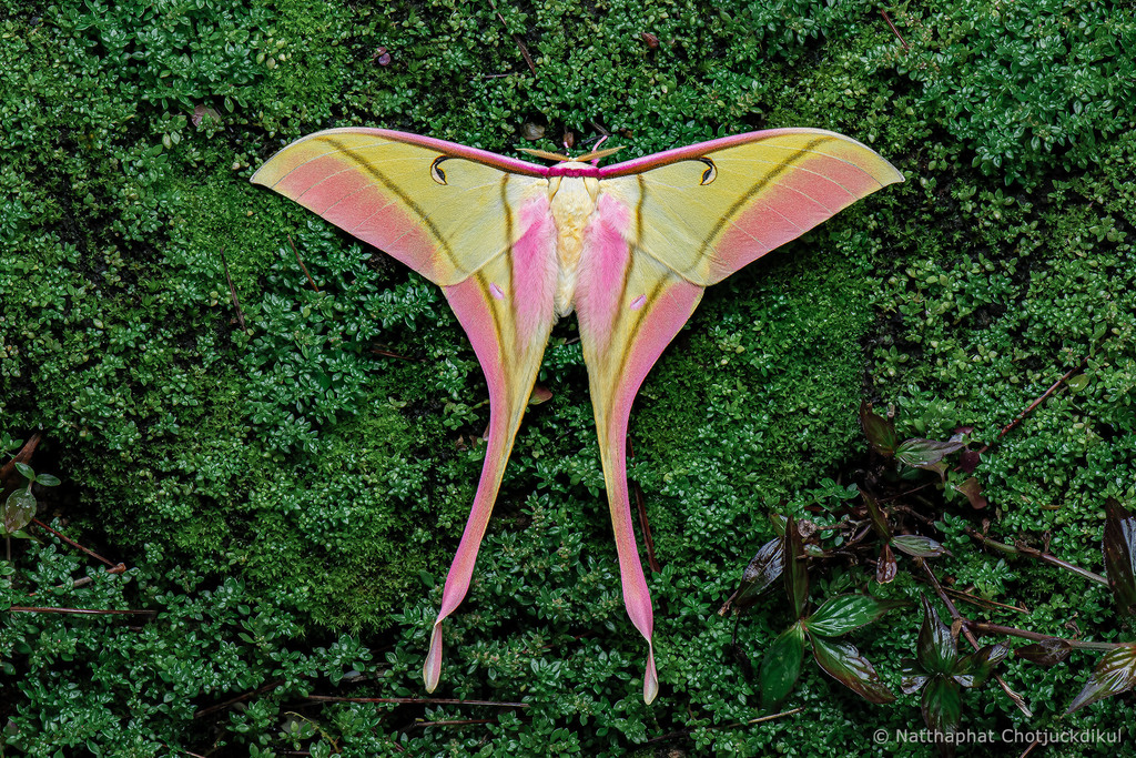 Actias rhodopneuma · iNaturalist