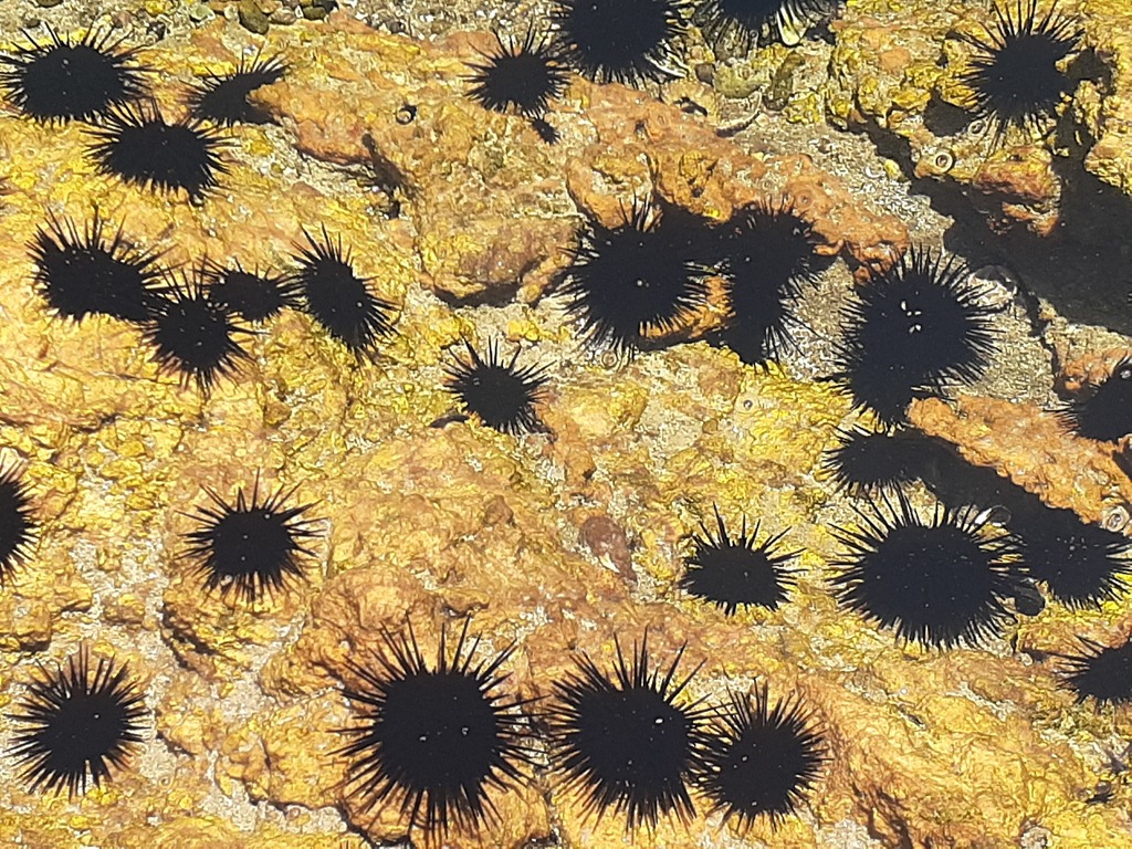 Black Sea Urchin (Arbacia nigra) · iNaturalist