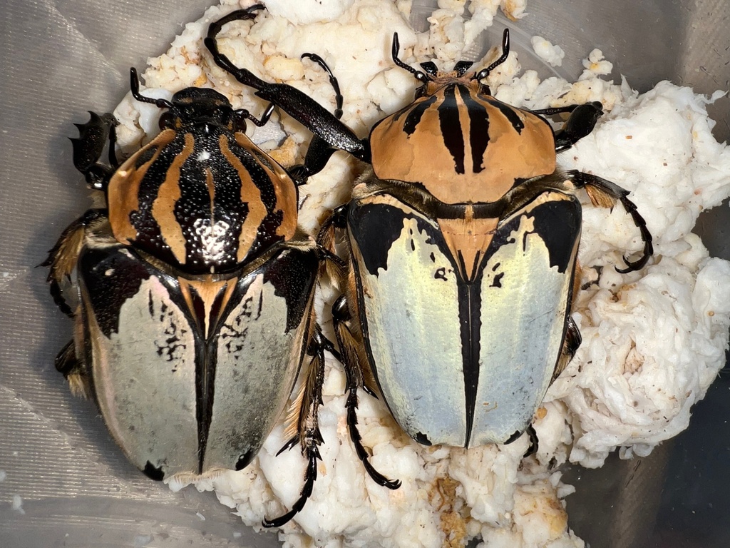 chief goliath beetle (Goliathus cacicus) · iNaturalist