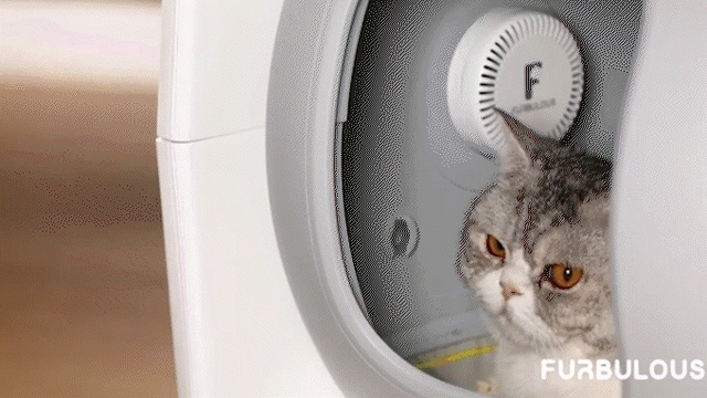 猫ちゃんの体調管理とトイレ掃除がものすごく楽になる全自動スマート猫