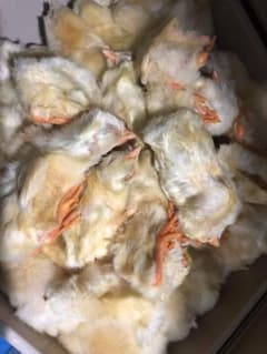 ヒヨコ 600羽 ふわふわ鮮度抜群！ - メルカリ