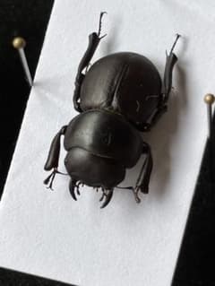 コガシラクワガタ ホロメタリクス 標本 チリクワガタ/コガシラクワガタ