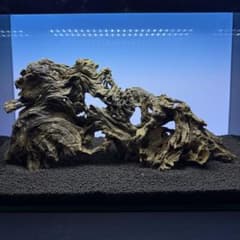 MJW-7237 「特選」ジンジャーウッド 60cm水槽用 天然流木3本セット