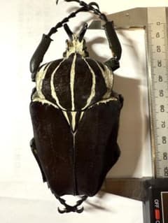 m25830467891_1.jpg?1736588486