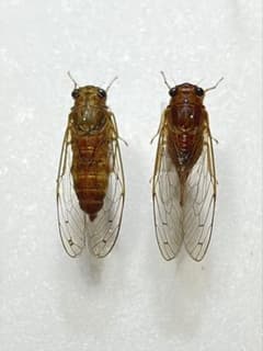 Yahoo!オークション - オオキバウスバカミキリ他 昆虫標本 たまごやき