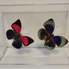 HiЯ∅様(木)まで専用 蝶の標本 ミイロタテハの世界(特AA) - メルカリ