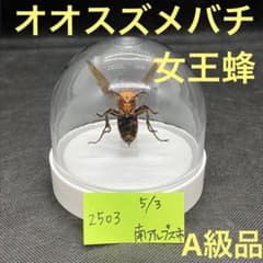 m35488960920_1.jpg?1758387177