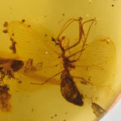 レア極上品 PA120虫入り琥珀化石 ミャンマーカムティかタナイ9900万年