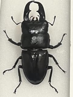 希少】ホロメタリクス チリクワガタ 標本 コガシラクワガタ セット