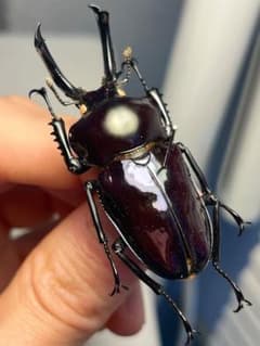 標本】ニジイロクワガタ オウゴンオニクワガタ ピカール血統 ブルー