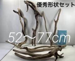 F4 アク抜き済み流木セット爬虫類シェルター 登り木 インテリア 生け花