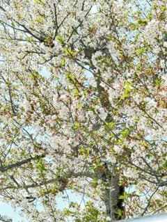 イグニス モイスチュアライジング エフフォーリア ミルク 200g - メルカリ