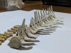 m48554871578_1.jpg?1746270428