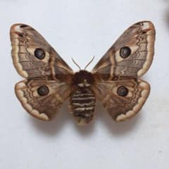 外国産蛾標本 クジャクヤママユ ギリシャ産 昆虫標本 蝶標本 - メルカリ