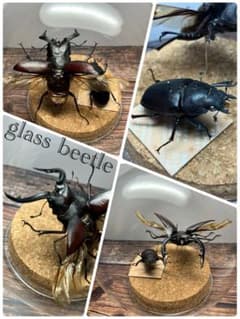 Glass Beetle｜ノコギリクワガタ飛翔＆固定標本 ペアGB-009】 - メルカリ