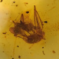 レア極上品 PA109虫入り琥珀化石 ミャンマーカムティかタナイ9900万年