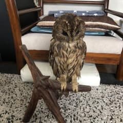 フクロウの剥製