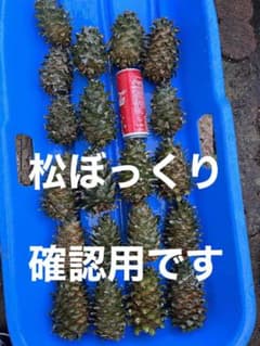 北海道十勝朝鮮五葉松 松ぼっくり&殻付き松の実 - メルカリ