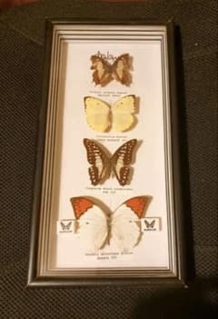 マレーシア産 蝶の標本セット 最大のツマベニチョウ 白アゲハ