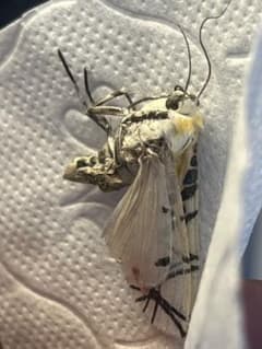 初展翅C品2ピカソモスタナバタユタカヤガ蛾ルナモス I <1109z昆虫標本・