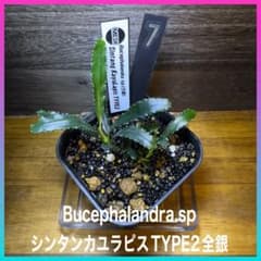 ブセファランドラsp.シンタン カユラピス TYPE2全銀 水上株1ポット［7