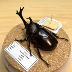 m78557828448_1.jpg?1722777382