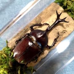 野生極美特大超巨大頭角19.7mm体長80mmぐらい黒ブラックカブトムシ昆虫