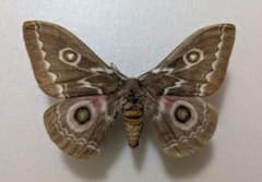 m85094855478_1.jpg?1751693936