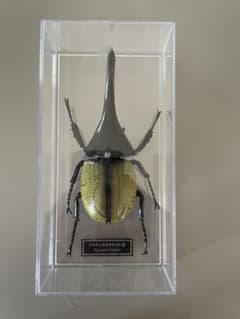 m86526447717_1.jpg?1749097756