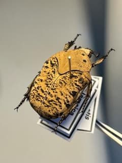 カナブン・ハナムグリの仲間 | KPW公式オンラインショップ 【24mm