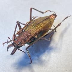 オニカミキリ 約52ミリ '84 コロンビア産 - メルカリ