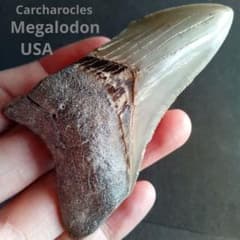 m92391213067_1.jpg?1734143422