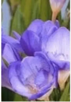 2026年最新】フリージアの人気アイテム - メルカリ