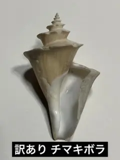 2025年最新】チマキボラの人気アイテム - メルカリ 貝殻標本 チマキボラ ④