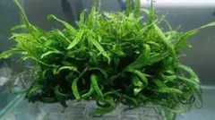 2026年最新】ミクロソリウム サラワクの人気アイテム - メルカリ