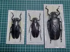 2026年最新】カミキリムシ標本の人気アイテム - メルカリ