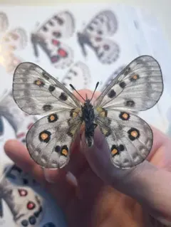 2026年最新】パルナシウスの人気アイテム - メルカリ