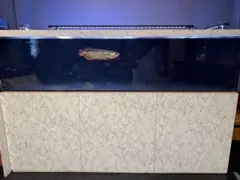 2026年最新】カンテツ アクリル水槽の人気アイテム - メルカリ