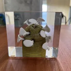 2026年最新】アニュアルキューブの人気アイテム - メルカリ