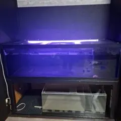 2026年最新】カンテツ水槽の人気アイテム - メルカリ
