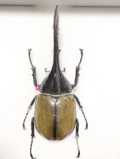 2026年最新】リッキー 標本の人気アイテム - メルカリ