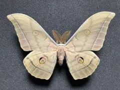 2026年最新】ヤママユ 標本の人気アイテム - メルカリ