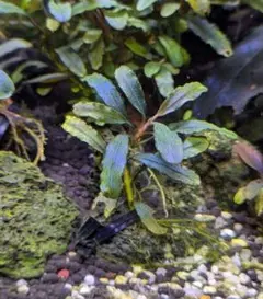 2026年最新】bucephalandra sp blueの人気アイテム - メルカリ