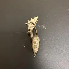 2026年最新】冬虫夏草 標本の人気アイテム - メルカリ