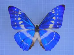 2026年最新】標本 キプリスモルフォの人気アイテム - メルカリ