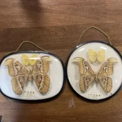 2026年最新】ヨナグニサン 標本の人気アイテム - メルカリ